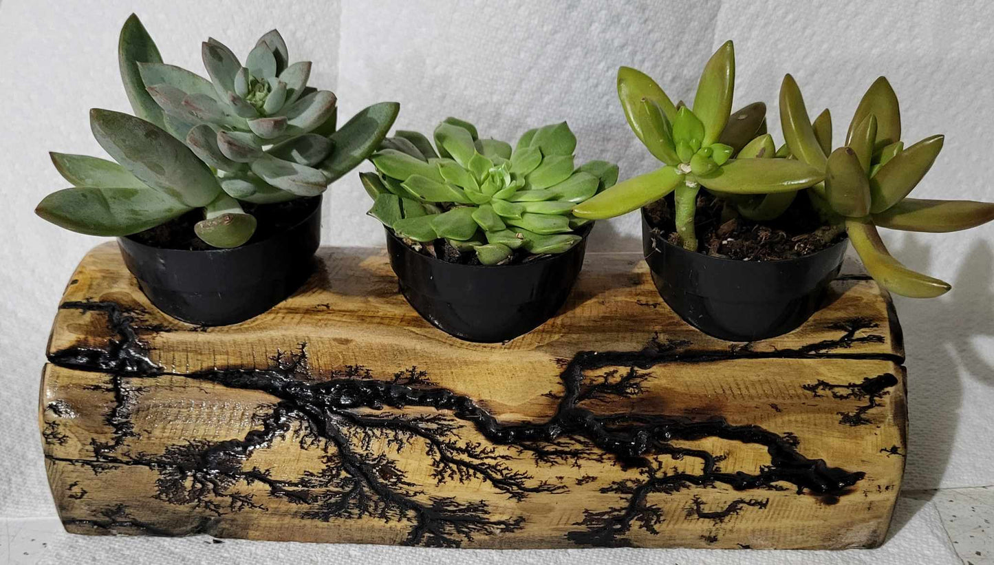 Fractal Burned Solid Wood Plant ( Succulent or Air Plant) Holder or Votive Candle Holder