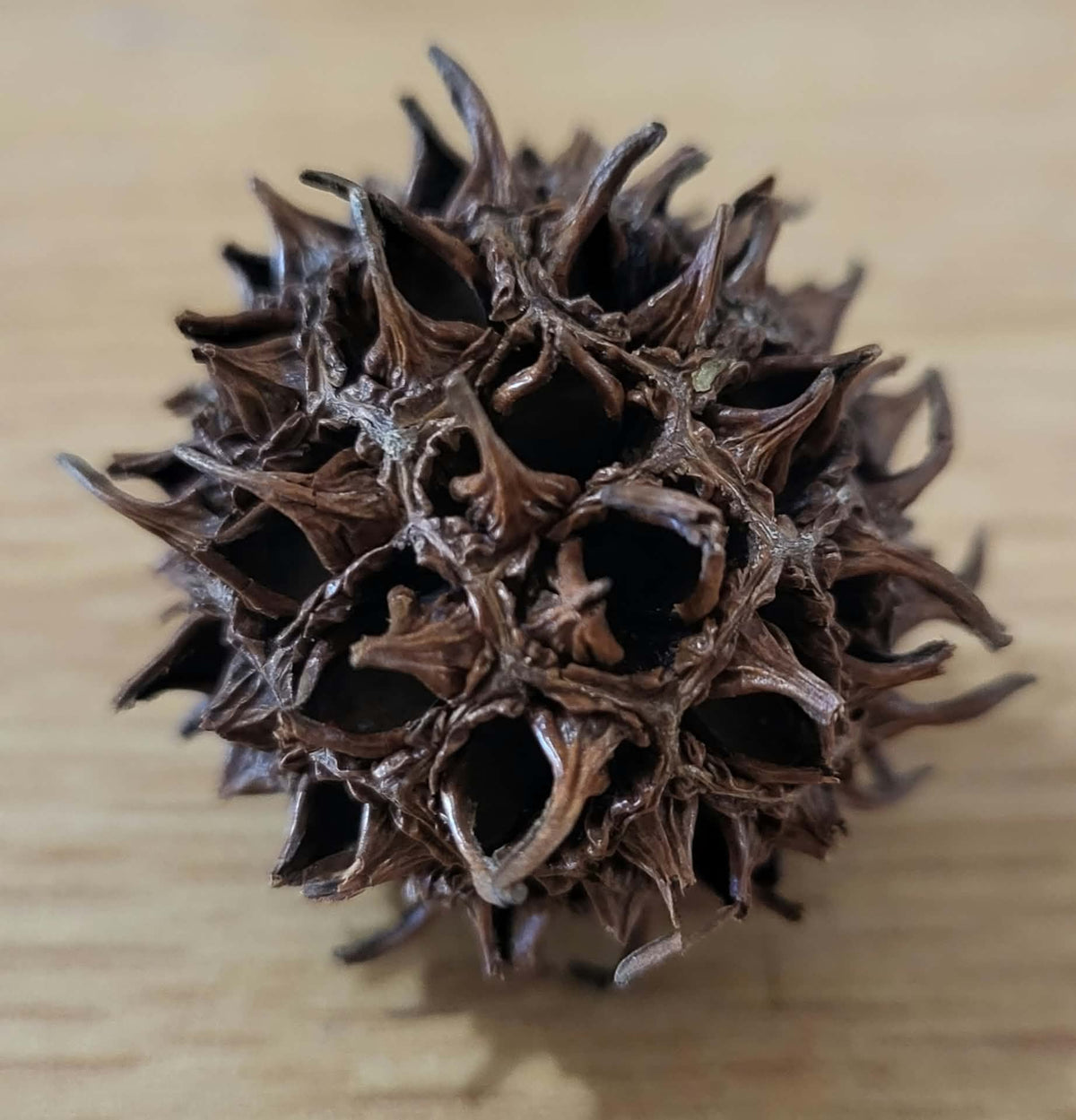 "Southern Snowman" - 20" Natural Sweetgum ball /Sweetgum (Seed Pods) - Burr Snowman