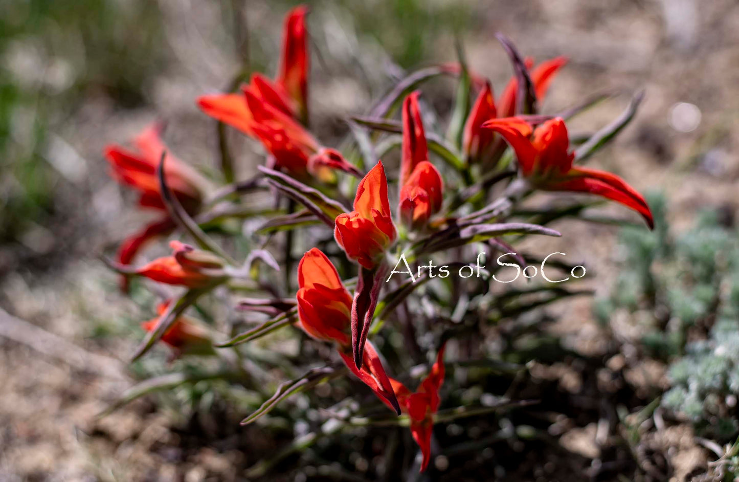 Indian Paintbrush